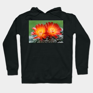 Cactus Sulcorebutia verticillacantha var aureifolia (C032/5192) Hoodie